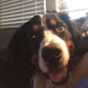 Meet your Posher, Susan